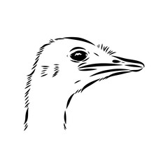 ostrich, vector sketch