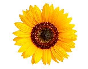 Sunflower close up isolated against white backdrop