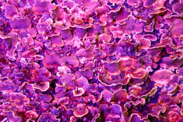 Bright purple fungi, likely lichens, densely cover a surface, forming an unusual and colorful natural pattern. This unique texture attracts attention with its rich hues.