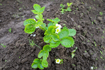 A young strawberry plant with white flowers and bright green leaves grows in dark, fertile soil. This reflects the beginning of the fruiting season and promises a future harvest.