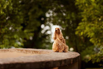 Female English Cocker Spaniel, photoshoot in the castle park