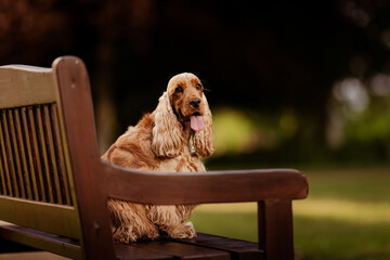 Female English Cocker Spaniel, photoshoot in the castle park
