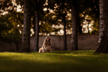 Female English Cocker Spaniel, photoshoot in the castle park