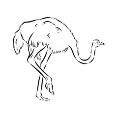 ostrich, vector sketch