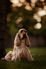 Female English Cocker Spaniel, photoshoot in the castle park