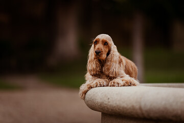 Female English Cocker Spaniel, photoshoot in the castle park