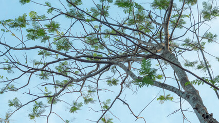 Upward view of leafy tree branches silhouetted against a vibrant blue sky. Calm and airy atmosphere, showcasing organic shapes and textures. Ideal for nature, relaxation, and seasonal themes.