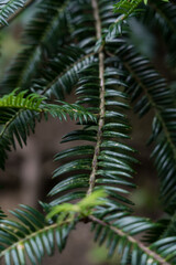 Branches of Cephalotaxus harringtonii close-up Botanical Garden of Georgia