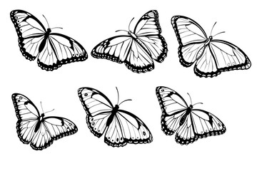 Obraz premium butterfuls silhouette