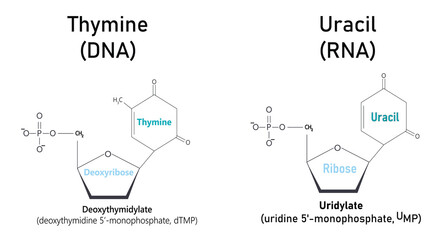 Molecular structure differences between thymine and Uracil. educational graphic illustration.