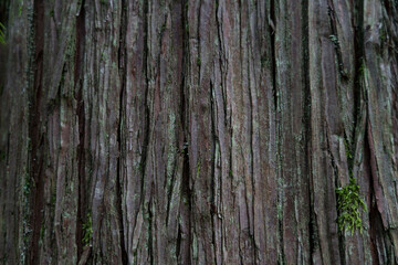 Sequoia bark background. Sequoia bark close-up. Cora background