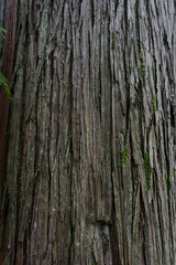 Sequoia bark background. Sequoia bark close-up Cora background