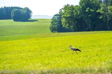 Storch auf Wiese