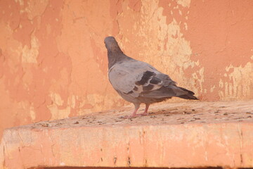 A close up shot of a gray pigeon