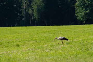 Storch auf Wiese