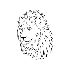 lion, vector sketch