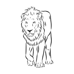 lion, vector sketch