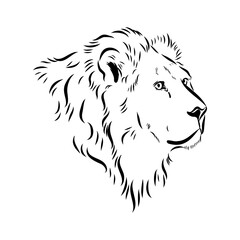 lion, vector sketch