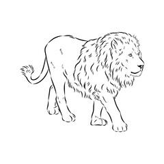 lion, vector sketch