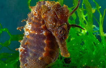 Side view of a male, Long-snouted seahorse Hippocampus hippocampus hiding among green algae near the shore, Black Sea
