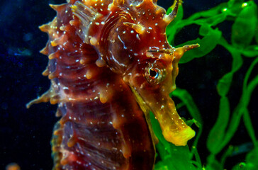 Side view of a male, Long-snouted seahorse Hippocampus hippocampus hiding among green algae near the shore, Black Sea