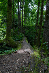 Obraz premium tree bridge in the botanical garden in Georgia. Horizontal tree