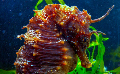 Side view of a male, Long-snouted seahorse Hippocampus hippocampus hiding among green algae near...