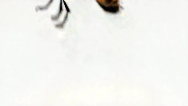  3D realistic botfly with red eyes and striped body isolated on white background, symbolizing alertness and persistence