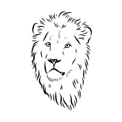 lion, vector sketch