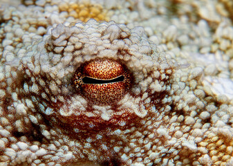 The eye of the octopus © Sakis Lazarides