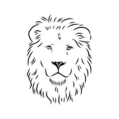 lion, vector sketch