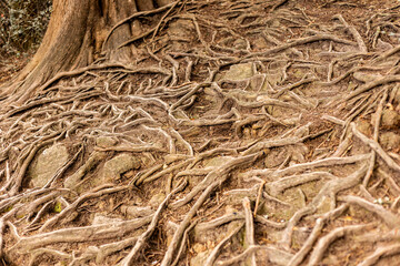 Tree roots emerging from ground