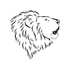 lion, vector sketch