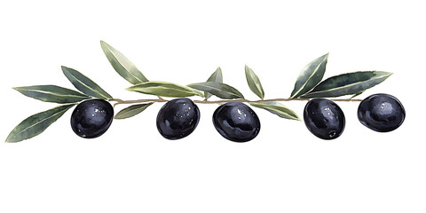 Elegant watercolor painting of black olives on a branch against a black background