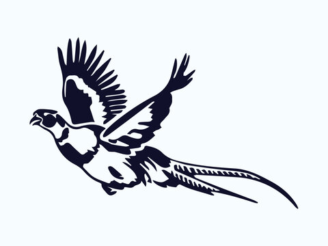 flying pheasant vector illustration, pheasant silhouette on white background graphic art