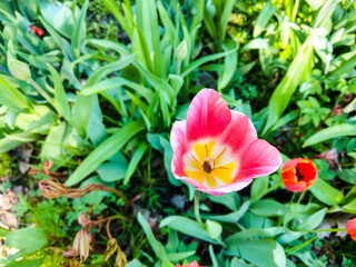 Fototapety na wymiar - Fototapeta24.pl