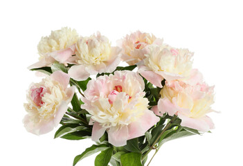 Beautiful peony flowers on white background