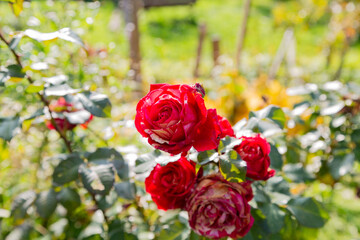 Close-up of red garden roses in full bloom with lush petals and green leaves, captured in natural sunlight. The soft blurred background enhances the romantic and natural feel of the flowers.
