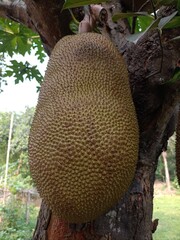 jack fruits isolated and ripening Jackfruits on a Tree in the Nature