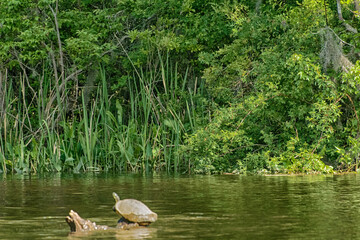 duck in the pond