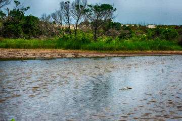 River coastline in the swamp