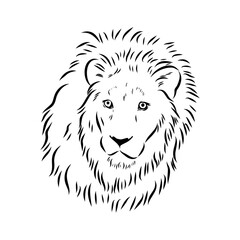 lion, vector sketch