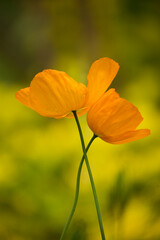 Closeup of two orange California poppies in springtime
