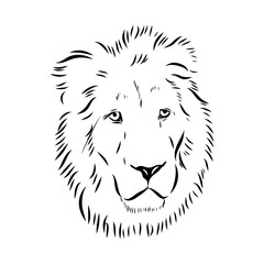 lion, vector sketch