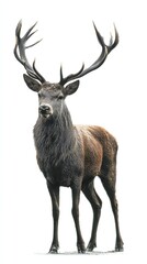 Fototapeta premium deer isolated on white