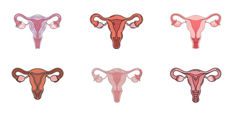 Sketched uterus, Uterus Hand drawn vector, Continuous single line of uterus ovary cervix anatomy female reproductive organ sketch drawing editable stroke vector illustration, Detailed vector