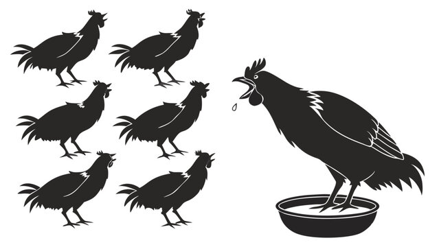 Black chicken drinking water from bowl group of black chickens silhouette illustration farm poultry.
