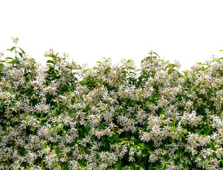 White flower hedge of Star Jasmine (Trachelospermum jasminoides) isolated, graphic element as border or fram