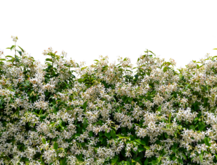 White flower hedge of Star Jasmine (Trachelospermum jasminoides) isolated, graphic element as border or fram