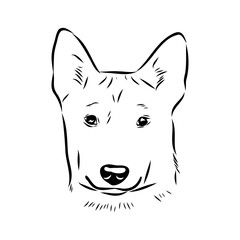 Basenji the dog, vector sketch